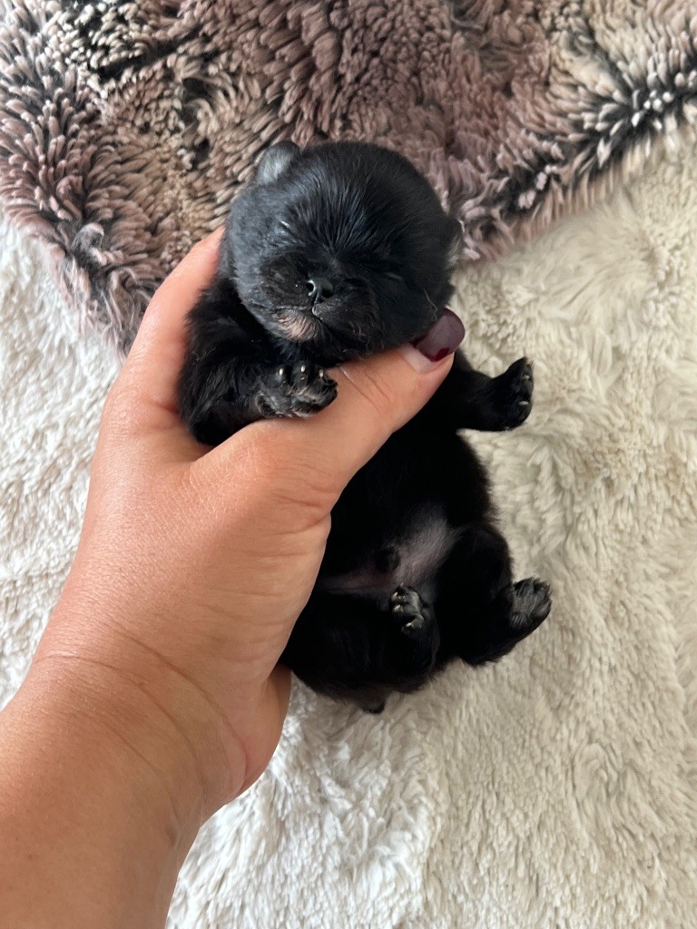 Du Marquis De La Vaunage - Chiots disponibles - Spitz allemand