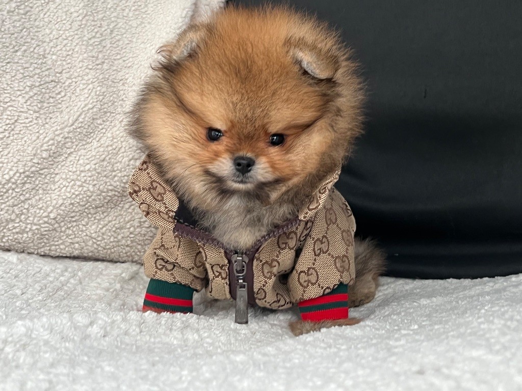 Chiot Spitz allemand Du Marquis De La Vaunage