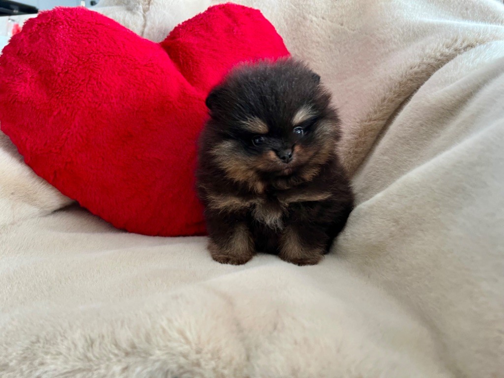 Chiot Spitz allemand Du Marquis De La Vaunage