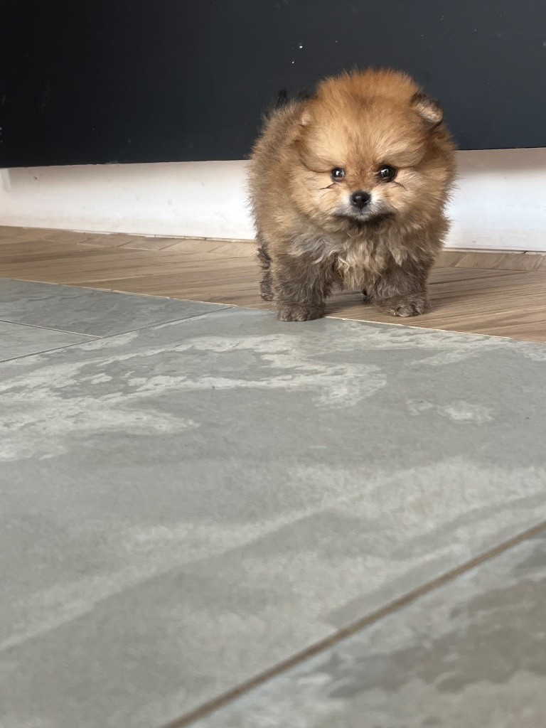 Du Marquis De La Vaunage - Chiots disponibles - Spitz allemand