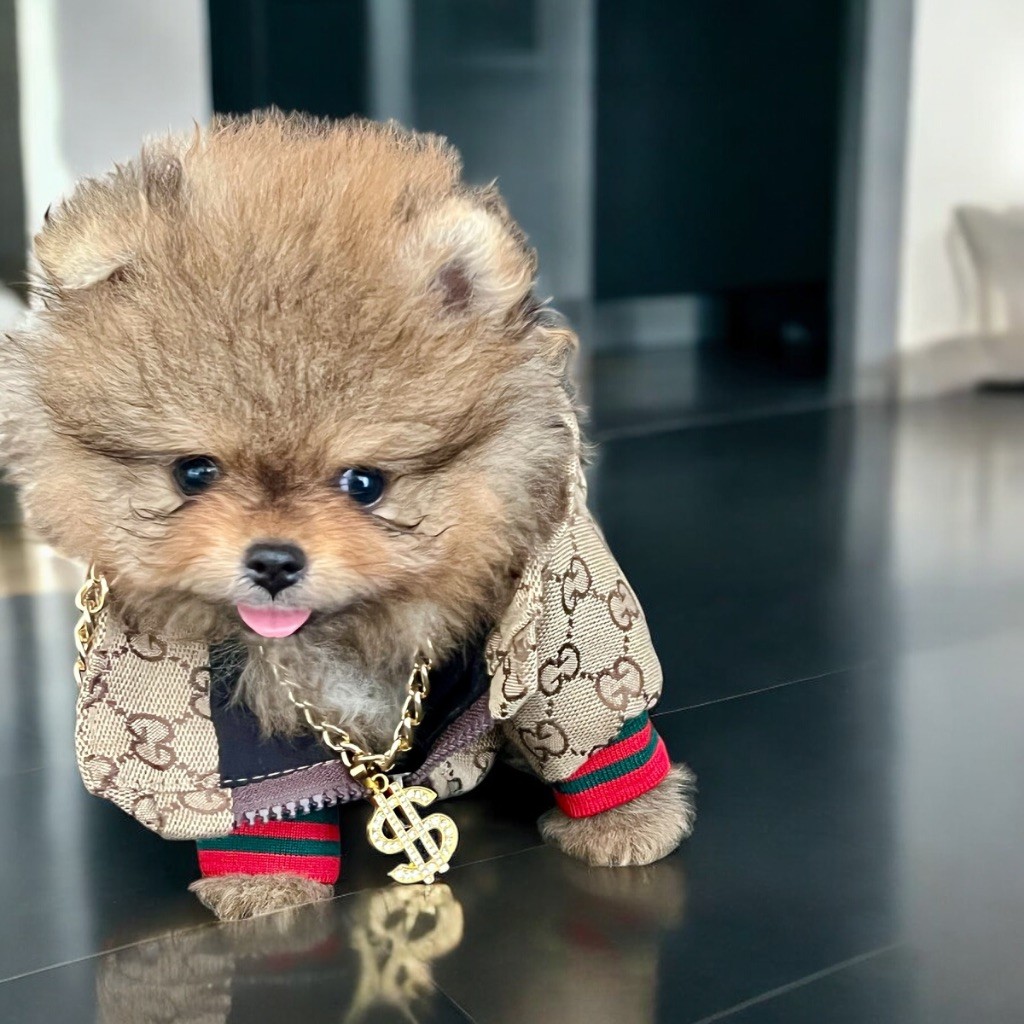 Chiot Spitz allemand Du Marquis De La Vaunage
