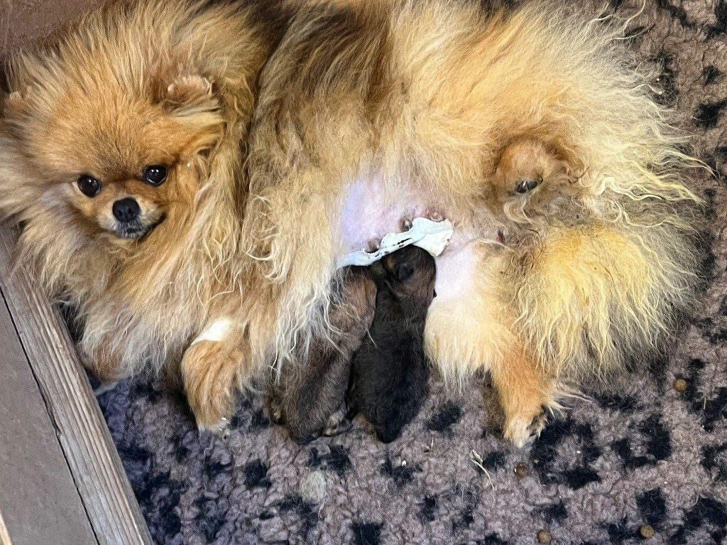 Chiot Spitz allemand Du Marquis De La Vaunage