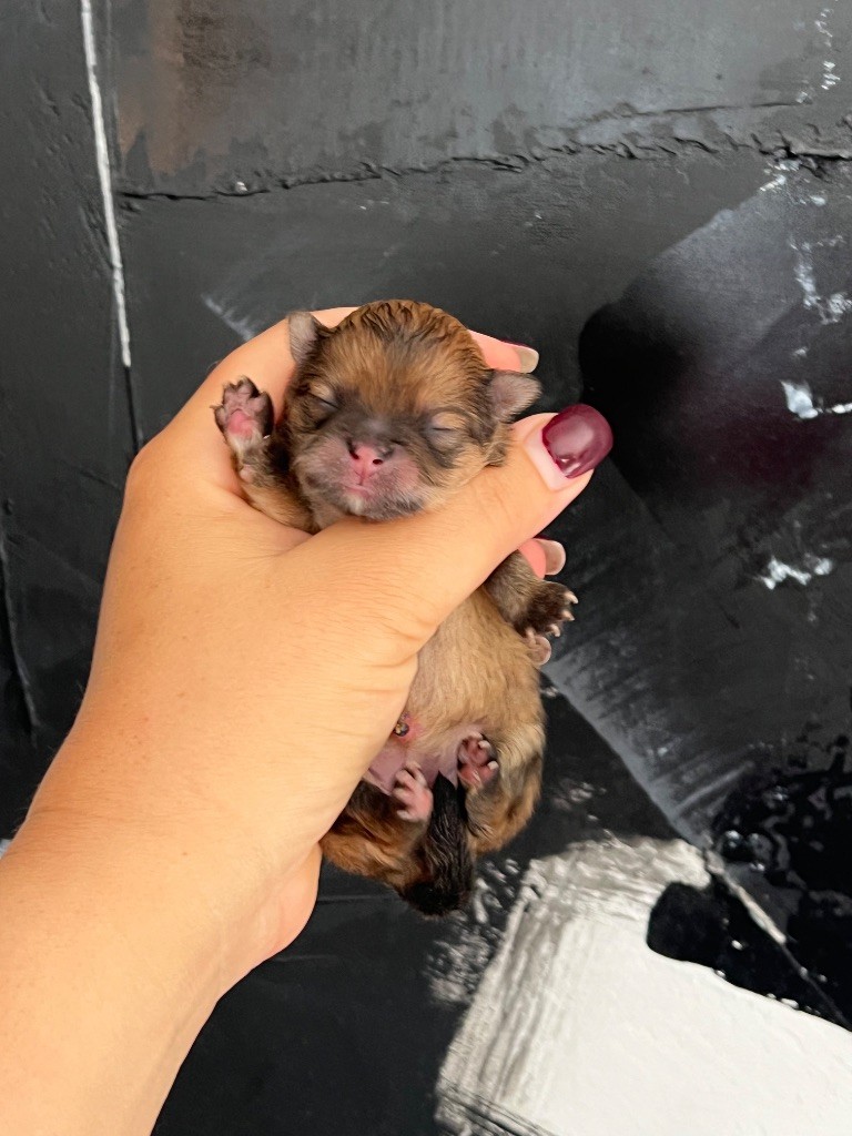 Du Marquis De La Vaunage - Chiots disponibles - Spitz allemand
