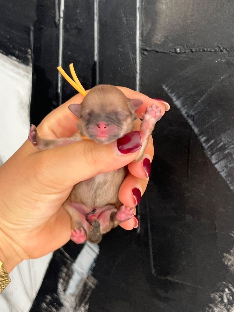 Du Marquis De La Vaunage - Chiots disponibles - Spitz allemand