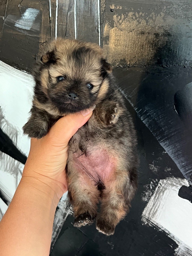 Du Marquis De La Vaunage - Chiots disponibles - Spitz allemand