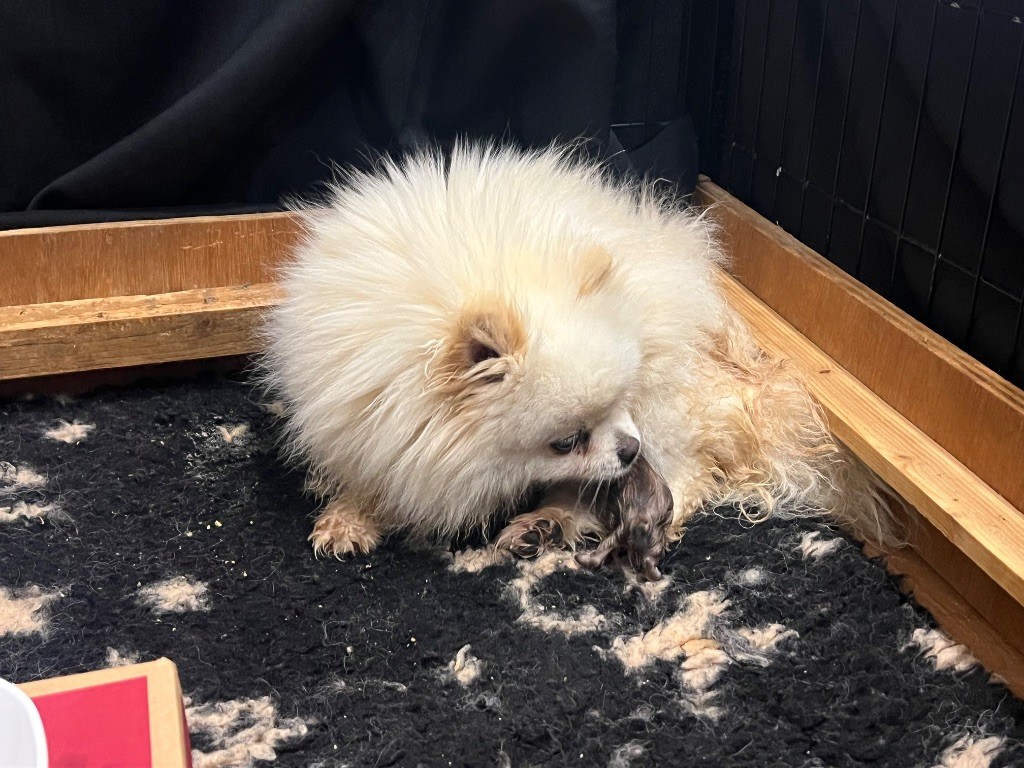 Chiot Spitz allemand Du Marquis De La Vaunage