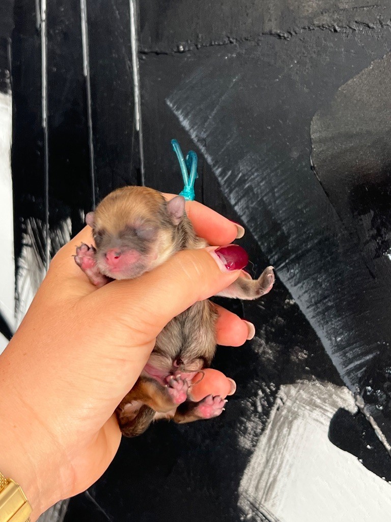 Du Marquis De La Vaunage - Chiots disponibles - Spitz allemand